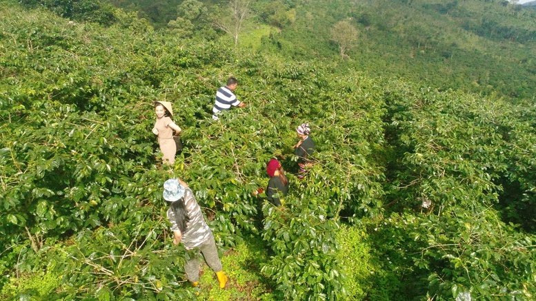 Khe Sanh (Quảng Trị) – Nơi mỗi hạt cà phê mang trong mình 'linh hồn' của đất và người- Ảnh 6.
