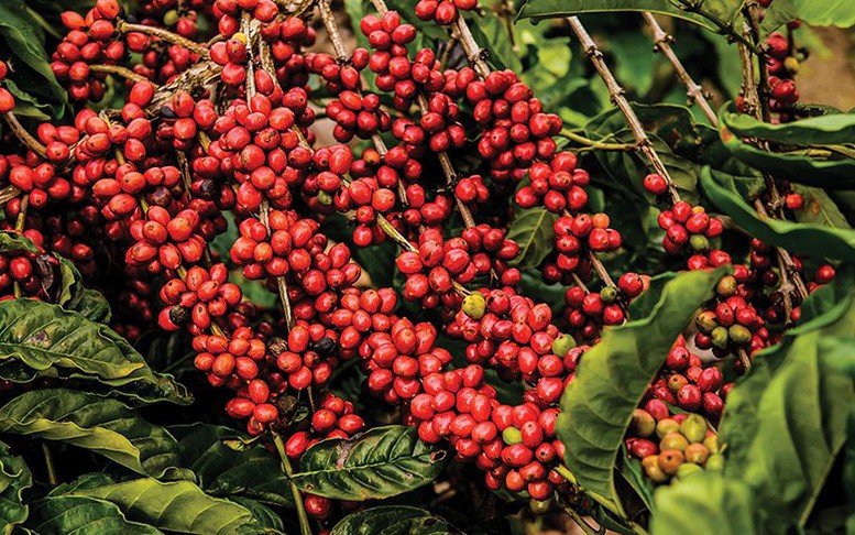 Mỹ áp thuế 50% lên Brazil, MXV-Index mất đà giảm xuống 2.226 điểm