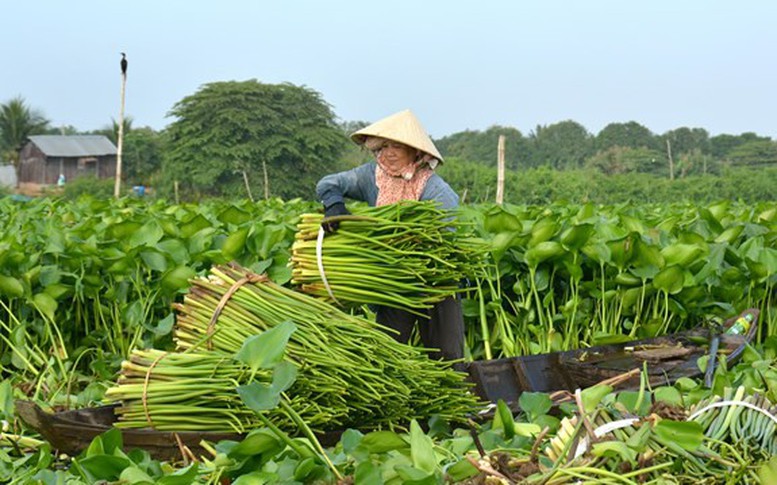 Phòng ngừa, khoanh vùng từ sớm để quản lý loài ngoại lai xâm hại