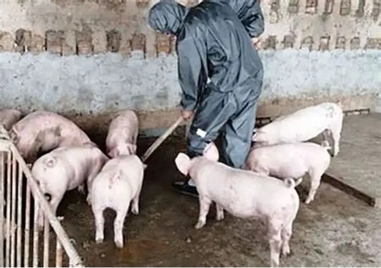 Cấp bách khống chế dịch tả lợn châu Phi- Ảnh 1.