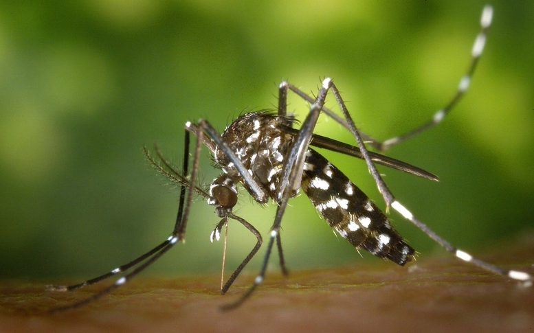 Bộ Y tế thông tin về bệnh gây đau, viêm khớp do lây từ muỗi Aedes