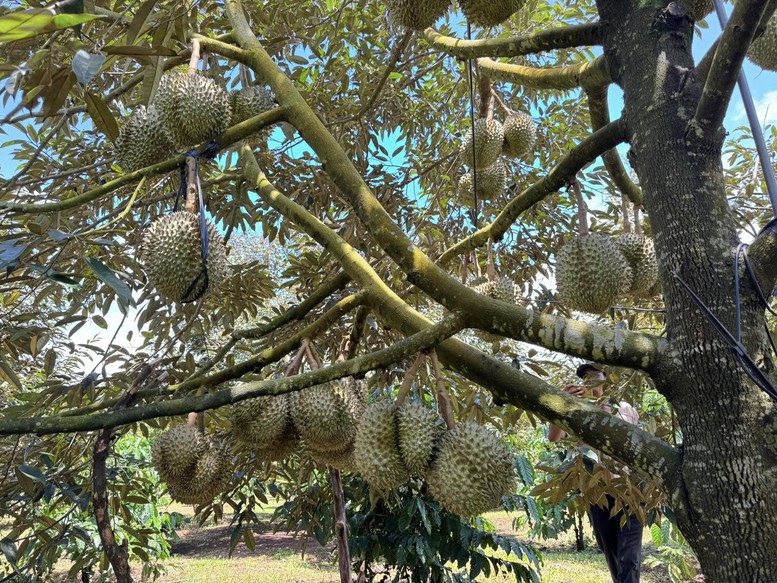 Lấy lại thị trường sầu riêng bằng chất lượng- Ảnh 1.
