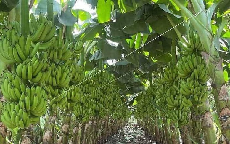 Chuối Việt Nam dẫn đầu thị phần tại Trung Quốc, tiến gần “câu lạc bộ tỷ USD”