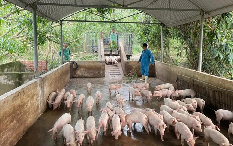 Nhiều khó khăn trong kiểm soát dịch tả lợn châu Phi- Ảnh 1.