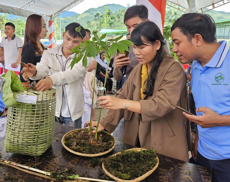 Đà Nẵng phát triển chuỗi giá trị sâm Ngọc Linh hướng ra toàn cầu- Ảnh 1.