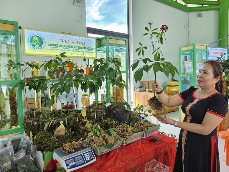 Đà Nẵng phát triển chuỗi giá trị sâm Ngọc Linh hướng ra toàn cầu- Ảnh 3.