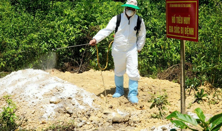 Quảng Ngãi kiểm soát chặt chẽ vùng biên giới để ngăn ngừa dịch tả lợn châu Phi- Ảnh 1.