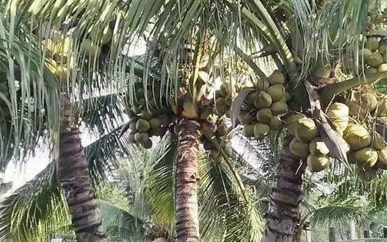 Sự trỗi dậy mạnh mẽ của ngành dừa Việt Nam