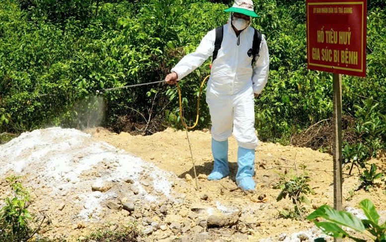 Miền Trung: Triển khai quyết liệt, đồng bộ giải pháp phòng, chống dịch tả lợn châu Phi