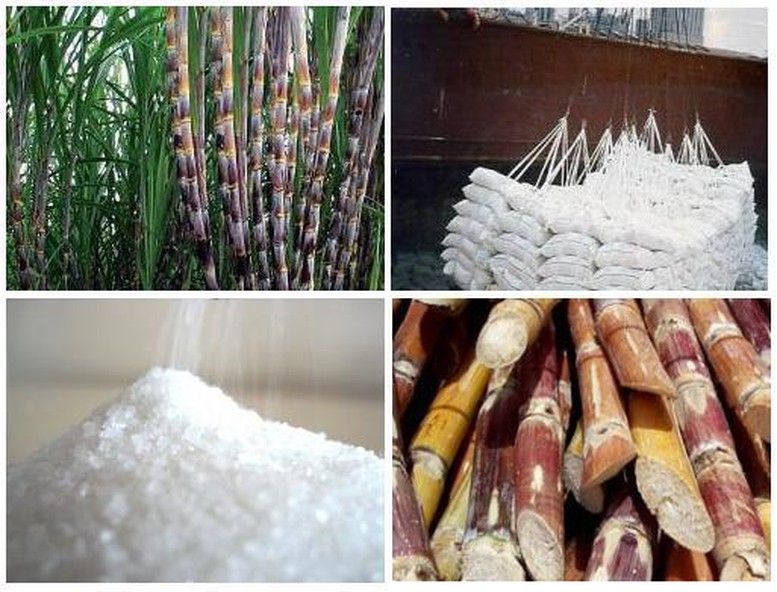 Nghiên cứu hỗ trợ doanh nghiệp mía đường duy trì sản xuất bền vững - Ảnh 1.
