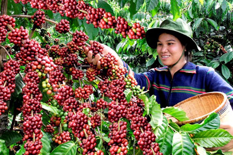 Cà phê thế giới khan hiếm, Việt Nam có phá vỡ kịch bản ‘được mùa mất giá’?- Ảnh 1.