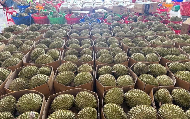Sầu riêng tươi xuất khẩu có quy trình ATTP thống nhất toàn quốc