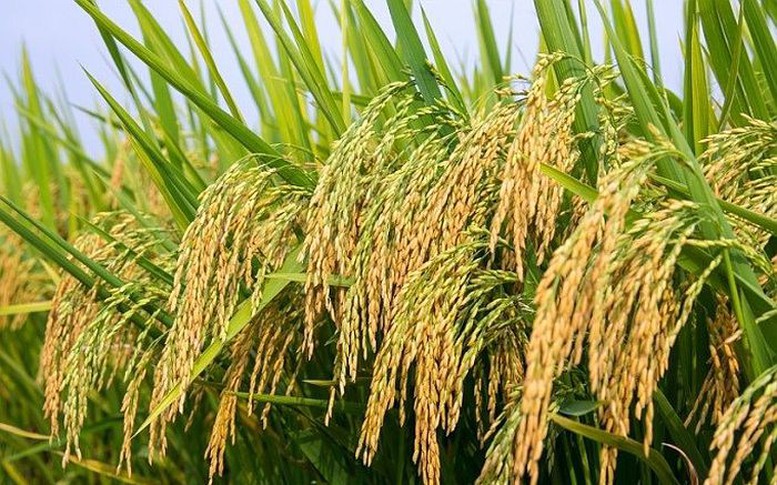 Nhiều tiến bộ trong cây trồng chỉnh sửa gen trên thế giới