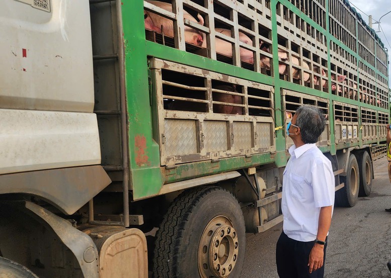 Gia Lai tăng cường giám sát, ngăn chặn dịch tả lợn châu Phi- Ảnh 2.