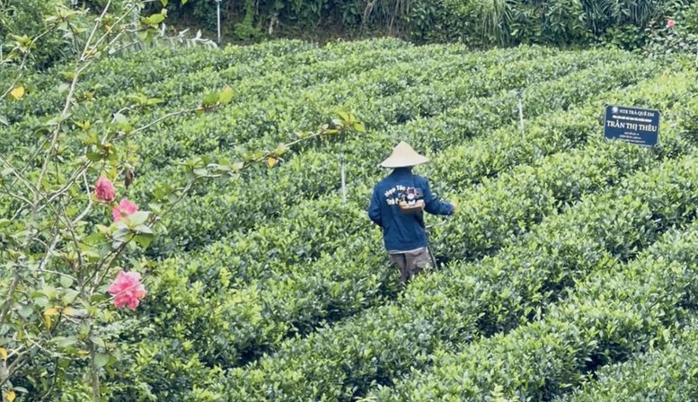 "Đệ nhất danh trà" Thái Nguyên trước thời cơ trở thành ngành hàng tỷ USD- Ảnh 1.