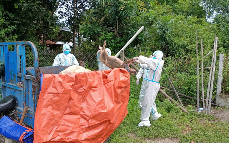 Gia Lai: Dịch tả lợn châu Phi dần được kiểm soát, sức mua thịt lợn tăng trở lại- Ảnh 7. Miền Trung tập trung khống chế, dập dịch tả lợn, bảo vệ sinh kế nông dân