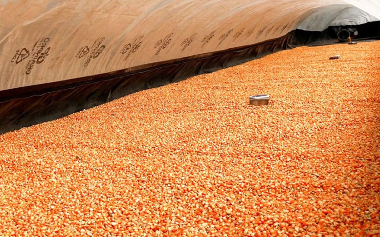 De Heus đồng hành cùng nông dân phát triển ngô tại các tỉnh Tây Nguyên