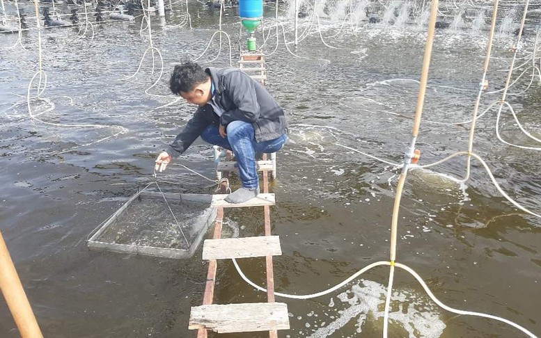 De Heus góp phần thúc đẩy ngành tôm Việt Nam phát triển xanh, bền vững