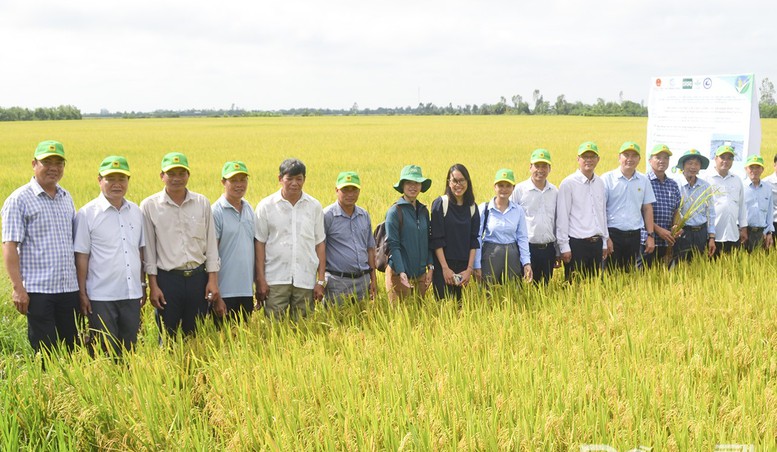 Giá gạo miền Tây đang giảm: Doanh nghiệp cùng vượt khó với nông dân- Ảnh 1.