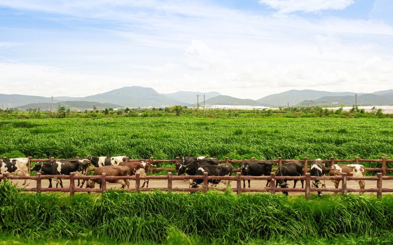 Vinamilk và bài học biến chi phí xanh thành sức mạnh thương hiệu