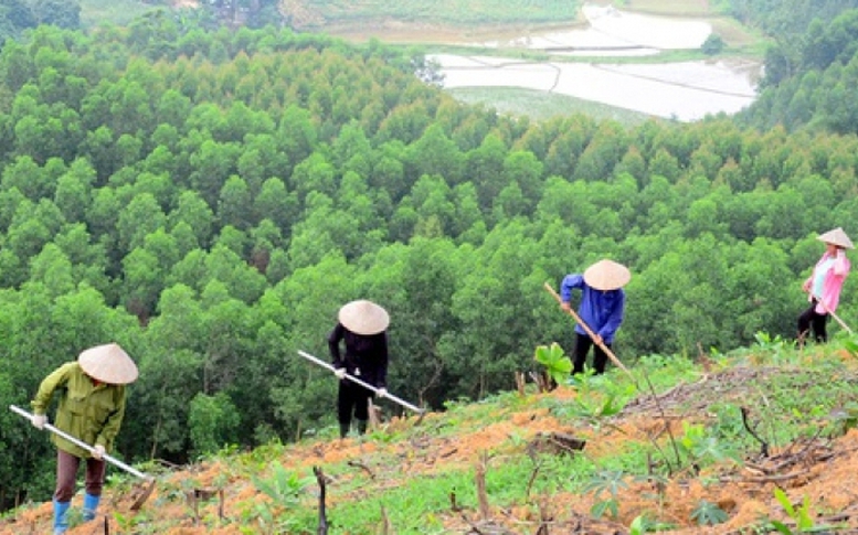 Quy định quy trình kỹ thuật giao rừng, cho thuê rừng