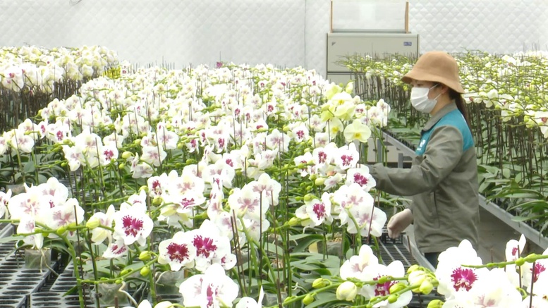Đan Phượng - Phát triển nông thôn mới kiểu mẫu gắn với lộ trình đô thị văn minh- Ảnh 2.