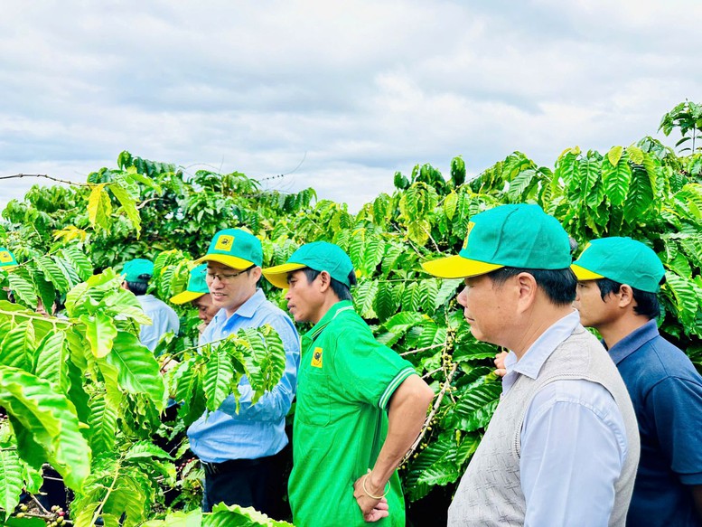 Canh tác cà phê thông minh: Định hướng phát triển bền vững trong bối cảnh biến đổi khí hậu- Ảnh 3.