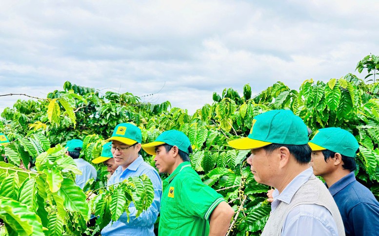 Canh tác cà phê thông minh: Định hướng phát triển bền vững trong bối cảnh biến đổi khí hậu