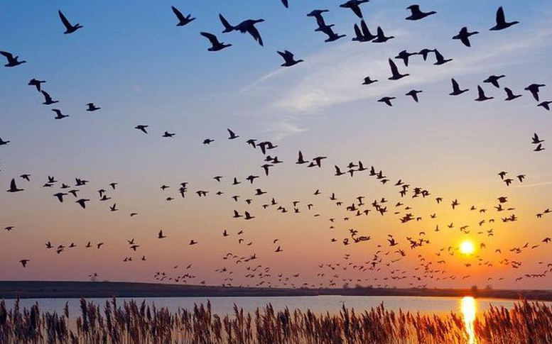 Tăng kiểm soát, xử nghiêm hành vi săn bắt chim hoang dã