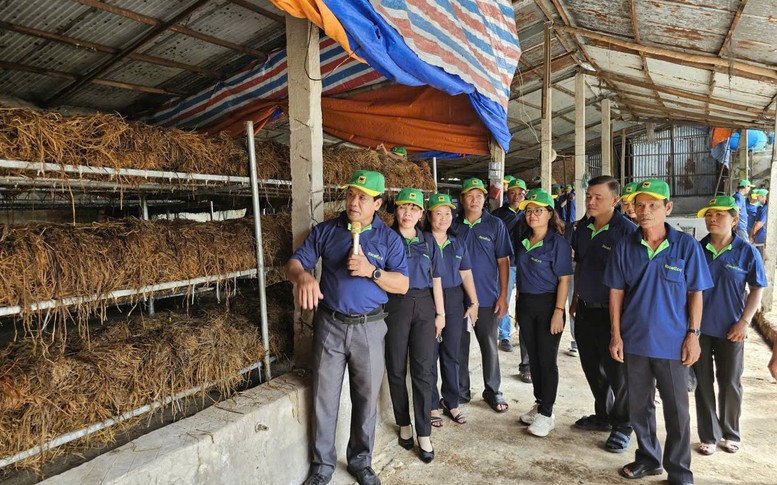 Thúc đẩy kinh tế tuần hoàn từ rơm rạ qua 'Ngày hội nông dân trồng nấm'