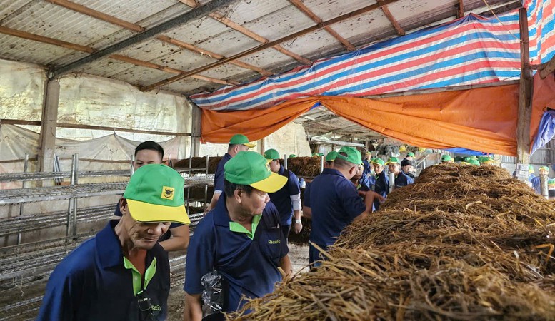 Thúc đẩy kinh tế tuần hoàn từ rơm rạ qua 'Ngày hội nông dân trồng nấm'- Ảnh 3.
