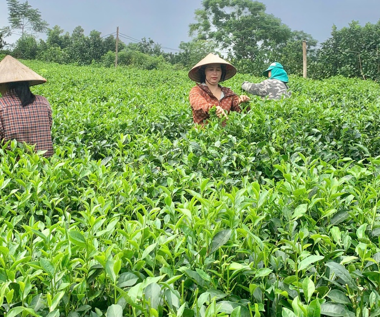 Sản phẩm OCOP miền núi Thủ đô- Bước chuyển mình từ bản sắc đến thương hiệu- Ảnh 1.