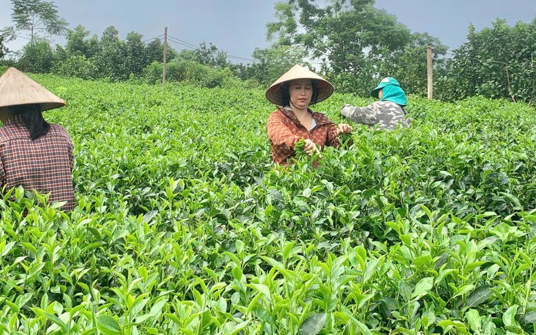 Sản phẩm OCOP miền núi Thủ đô- Bước chuyển mình từ bản sắc đến thương hiệu
