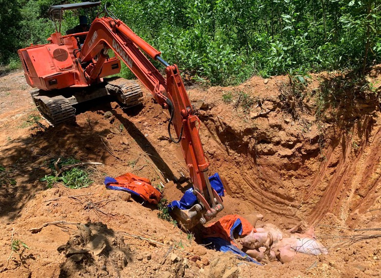Miền Trung kiểm soát dịch tả lợn châu Phi, hướng dẫn người dân tái đàn an toàn- Ảnh 1.