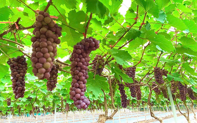 Phát triển sản phẩm OCOP từ vùng đất bãi
