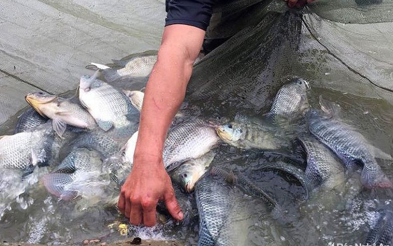 Cá rô phi: Nhân tố tiềm năng bứt phá trong thủy sản