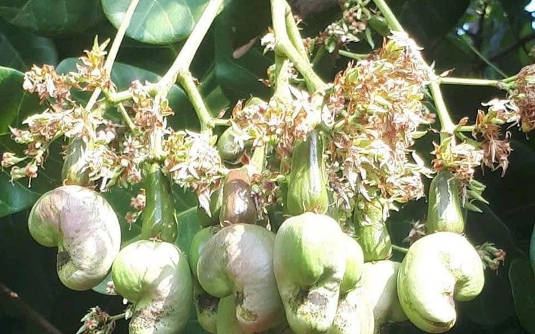 Xuất khẩu hạt điều lần đầu tiên vượt 5 tỷ USD