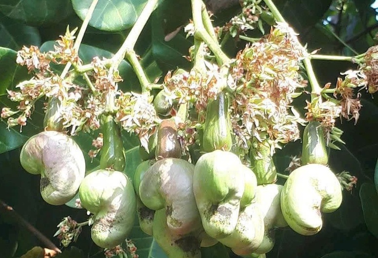 Xuất khẩu hạt điều lần đầu tiên vượt 5 tỷ USD- Ảnh 1.