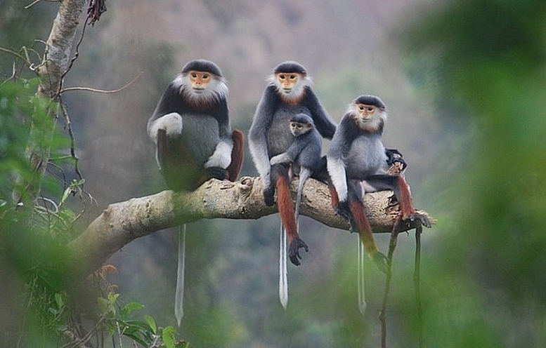 Quản lý loài nguy cấp, quý, hiếm- Ảnh 1. Quản lý loài nguy cấp, quý, hiếm- Ảnh 1.