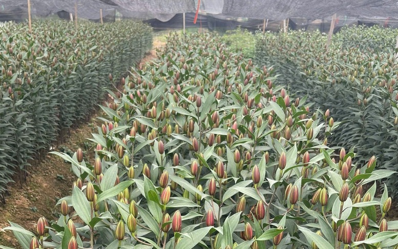 Nhà vườn chuẩn bị nguồn hoa phục vụ Tết Nguyên đán 2026