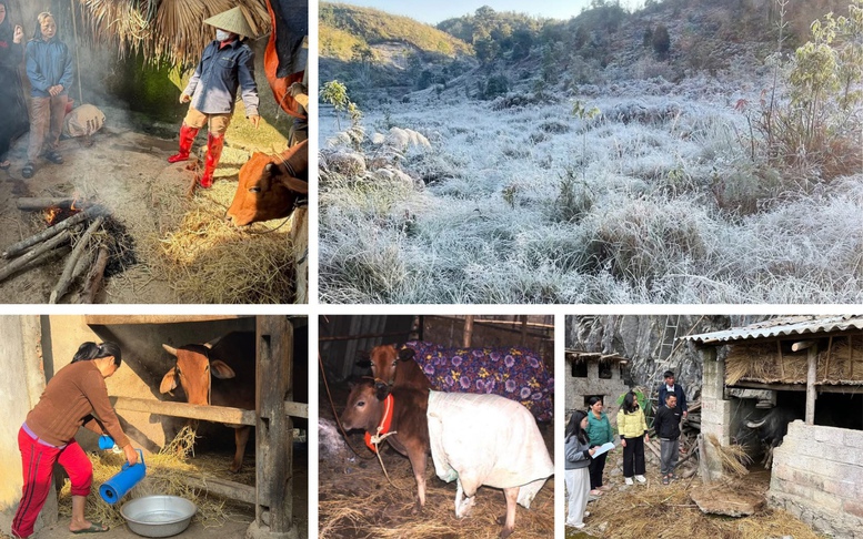 Chủ động phòng rét hại, bảo vệ sinh kế vùng cao