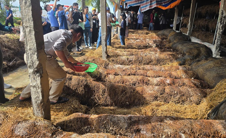 Kinh tế tuần hoàn từ rơm rạ mở lối cho nông nghiệp phát thải thấp- Ảnh 2.