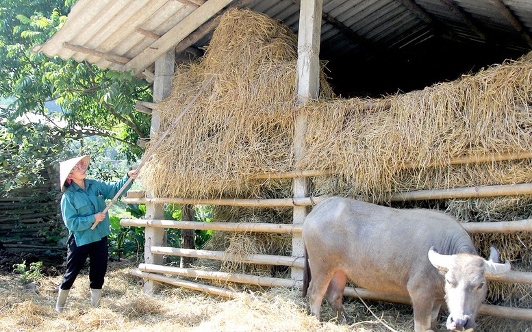 Chủ động phòng, chống rét đậm, rét hại, bảo đảm an toàn cho sản xuất nông nghiệp