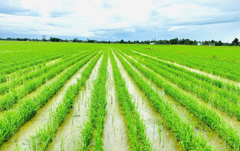 Vai trò tiên phong của ASEAN trong nông nghiệp xanh, phát thải thấp- Ảnh 2.