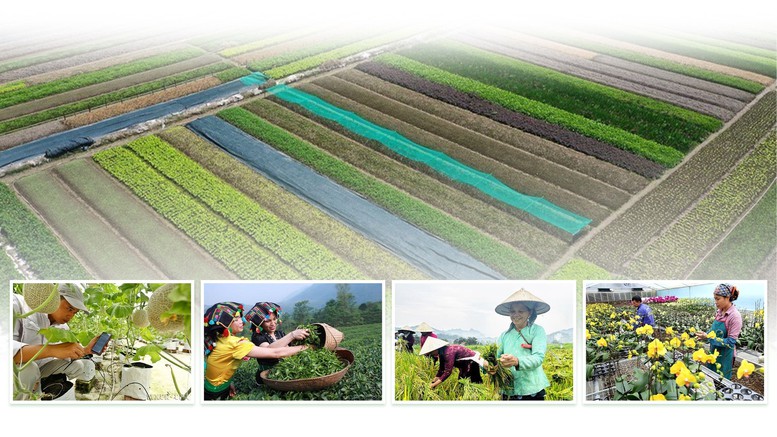 Phát huy vai trò, khơi dậy sức sáng tạo của giai cấp nông dân để xây dựng, phát triển đất nước trong kỷ nguyên mới- Ảnh 4. Phát huy vai trò, khơi dậy sức sáng tạo của giai cấp nông dân để xây dựng, phát triển đất nước trong kỷ nguyên mới- Ảnh 4.