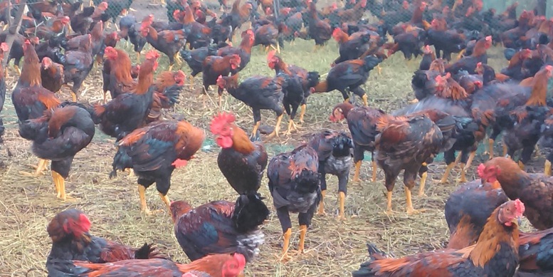 Chăn nuôi hiện đại: Động lực mới cho tăng trưởng và xuất khẩu- Ảnh 2.