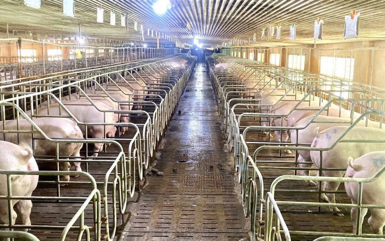 Chăn nuôi hiện đại: Động lực mới cho tăng trưởng và xuất khẩu