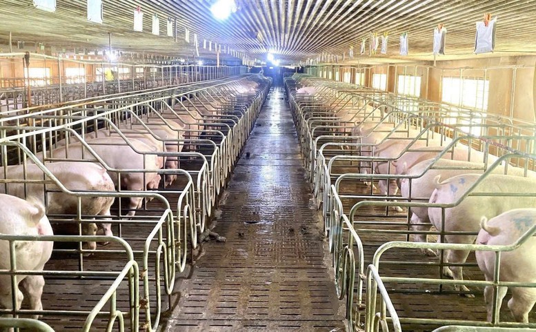 Chăn nuôi hiện đại: Động lực mới cho tăng trưởng và xuất khẩu- Ảnh 1.