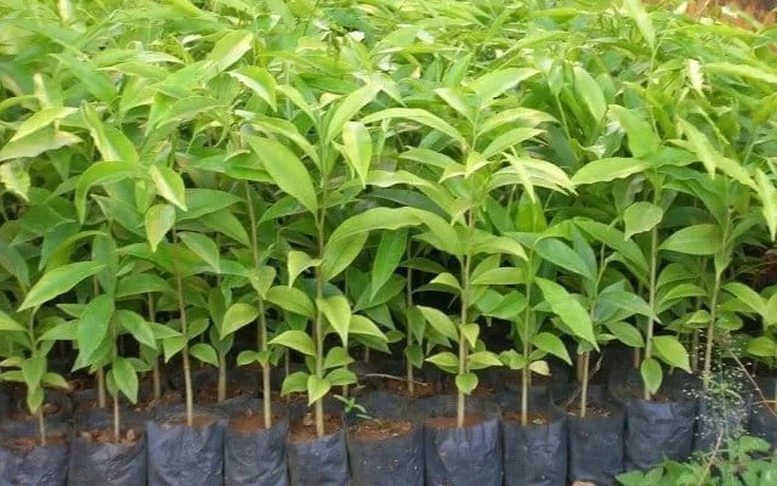 Cây mang theo bầu đất nhập khẩu vào Việt Nam bắt buộc phải có giấy phép kiểm dịch