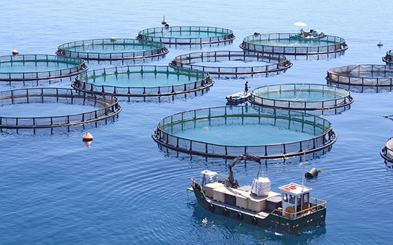 Điều kiện, trình tự thủ tục cấp phép nuôi trồng thủy sản